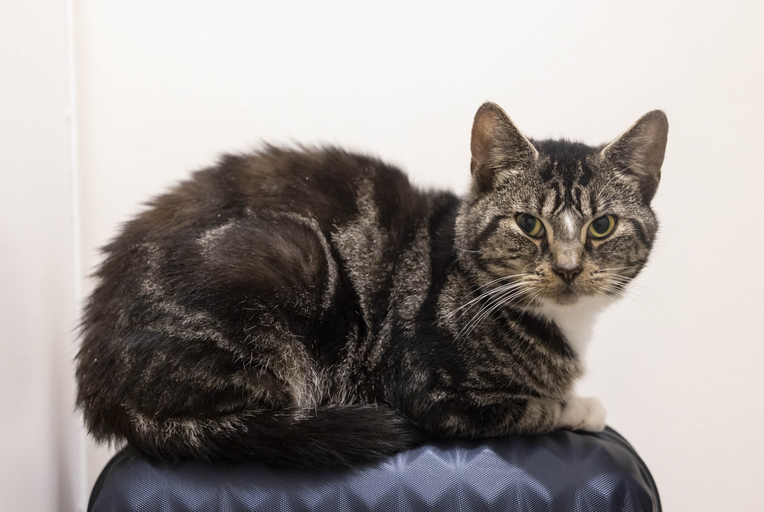 Miracle Recovery as Cat Impaled by Bamboo Cane Saved by PDSA Vets