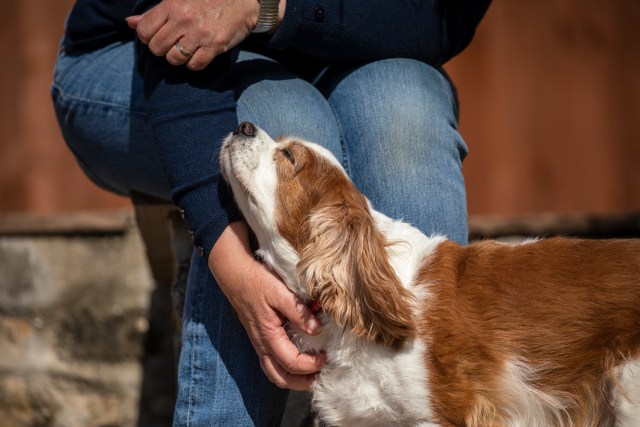 Cavalier Spaniel 
