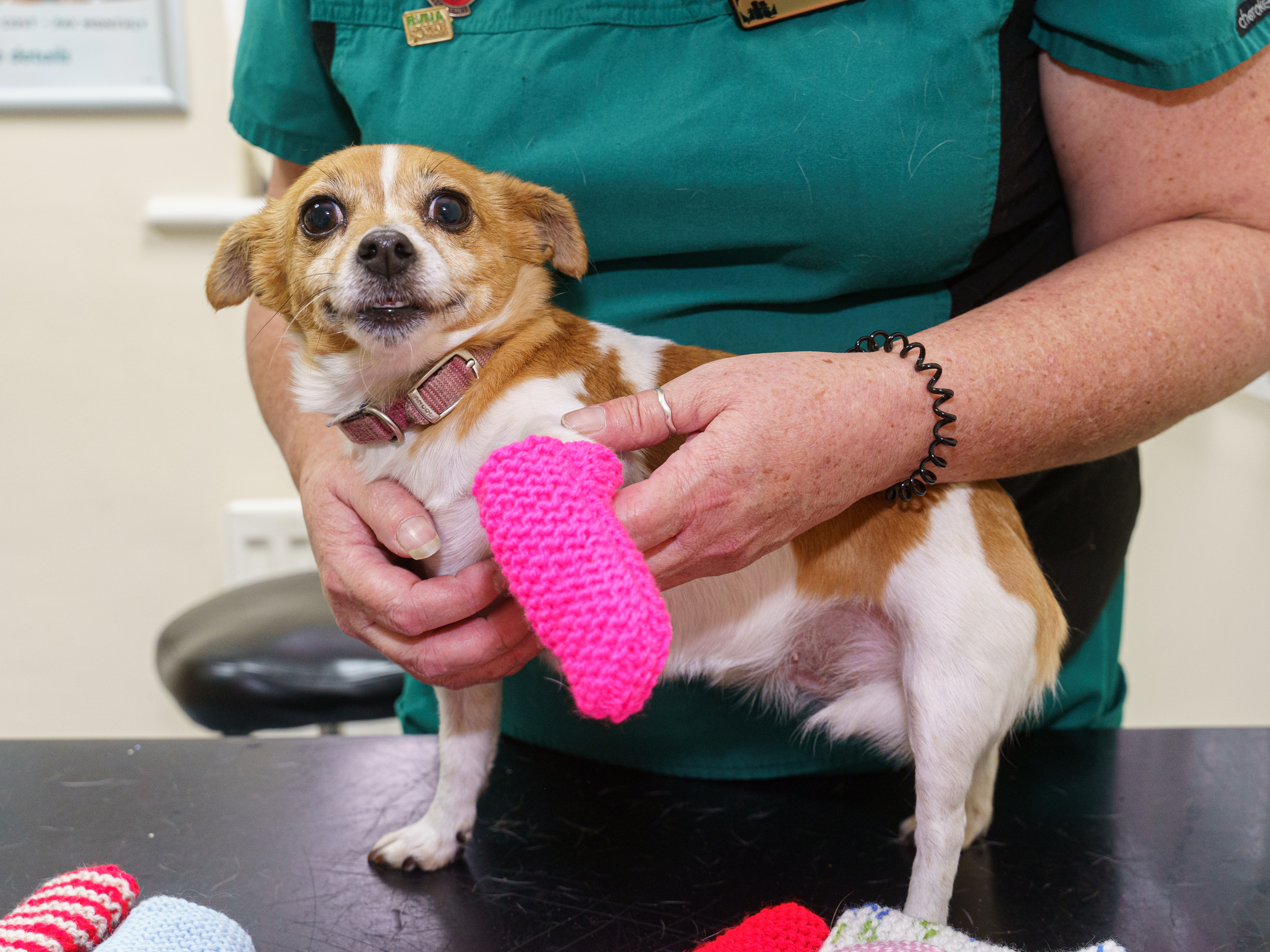 Kind-hearted Gran Turns Hobby Into Lifeline For Poorly Pets