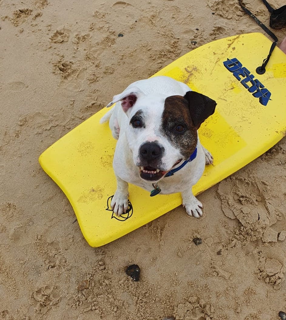 Rescue Dog Awarded Blue Peter Badge for Work to Help Anxious Children