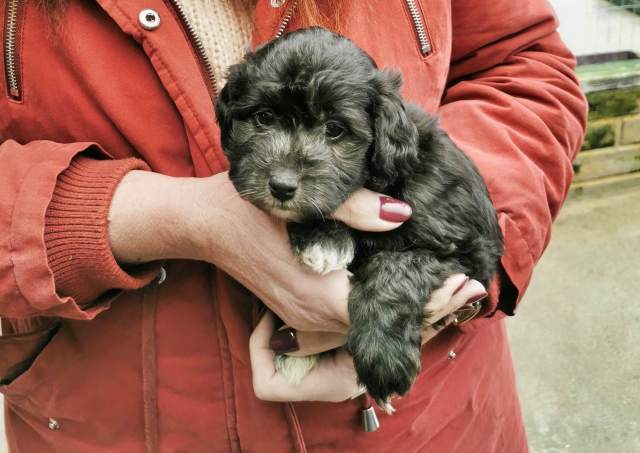 Puppy being held by woman 