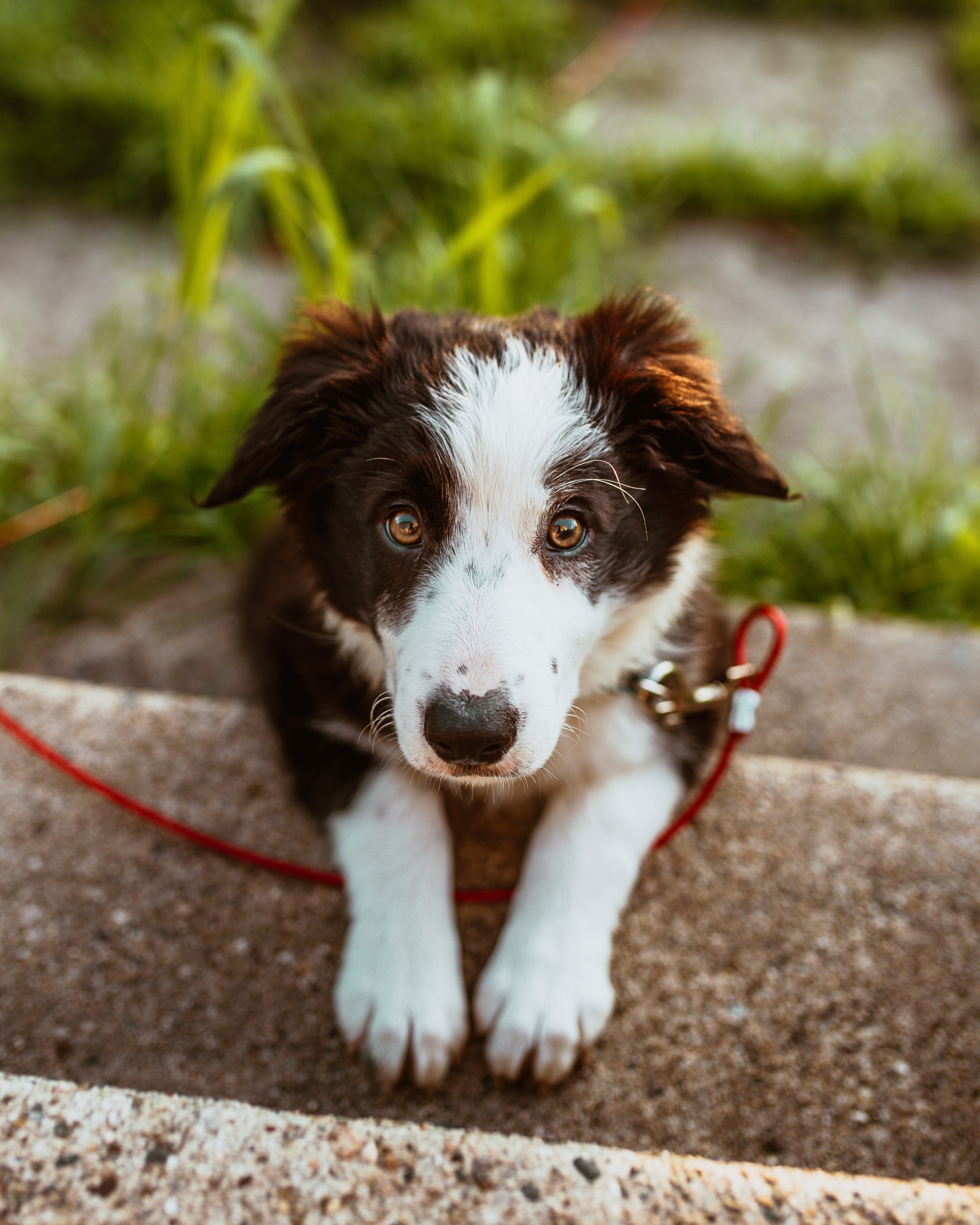 Running With Dogs Can Beat The Blues!