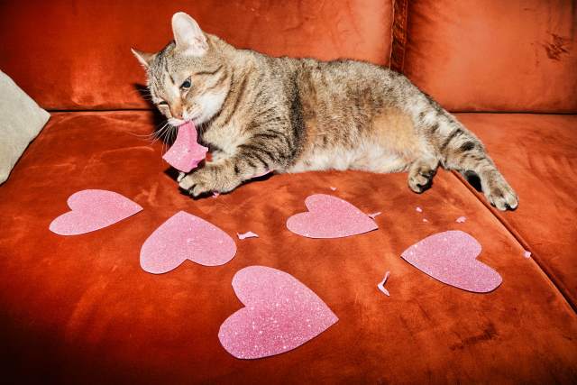 cat and  hearts