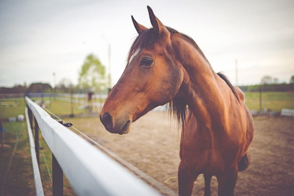 5 Tips for Beginner Horse Riders