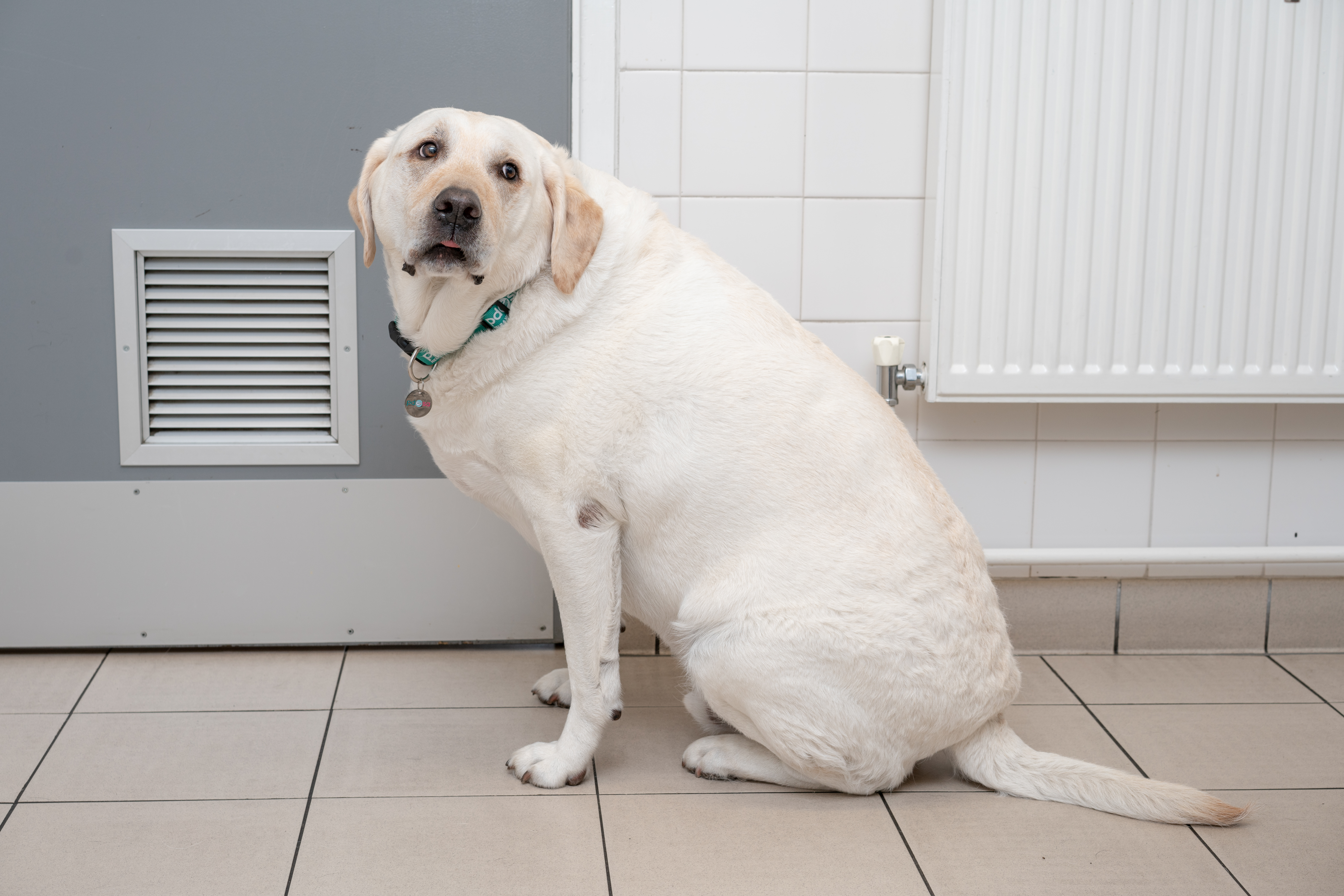 Vet charity PDSA urges owners to #WeighUp pets’ health to tackle pet obesity epidemic