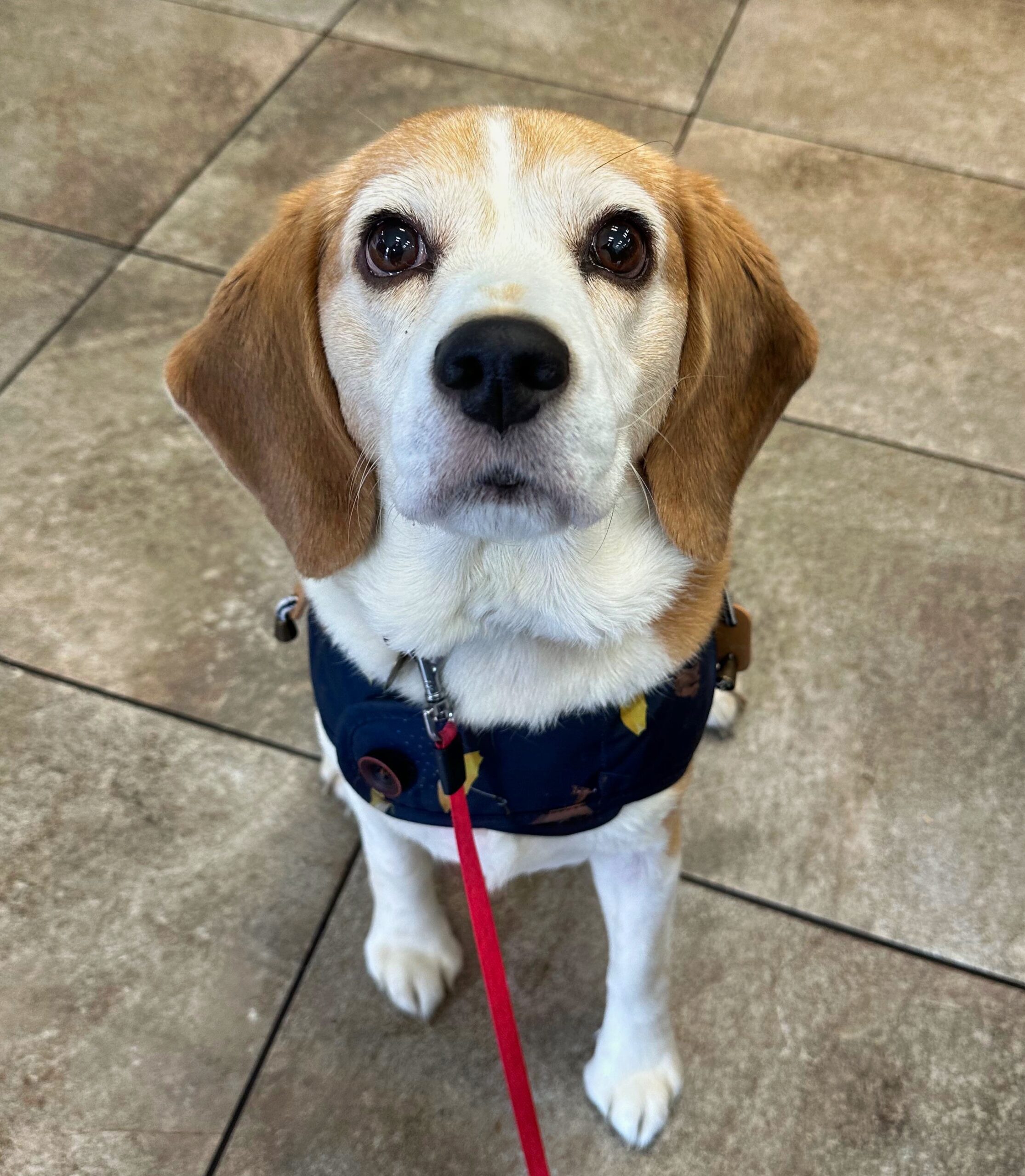Brave Arti the Beagle Defies Cancer Odds
