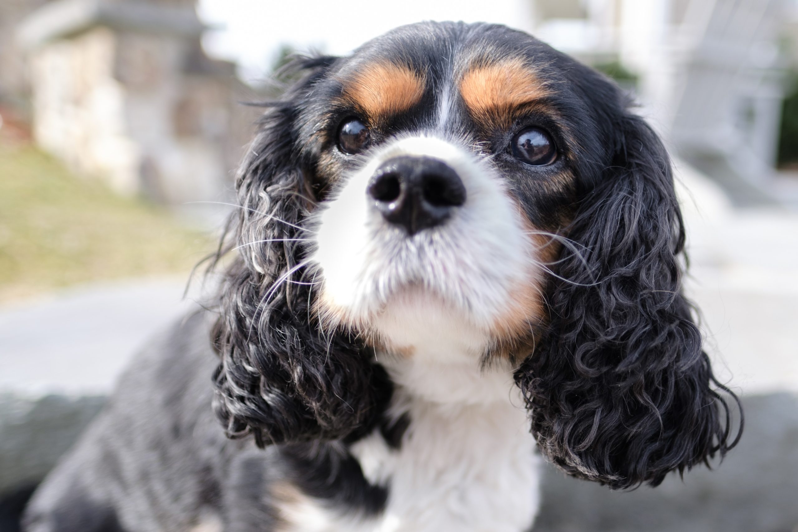 Cavalier King Charles Spaniel