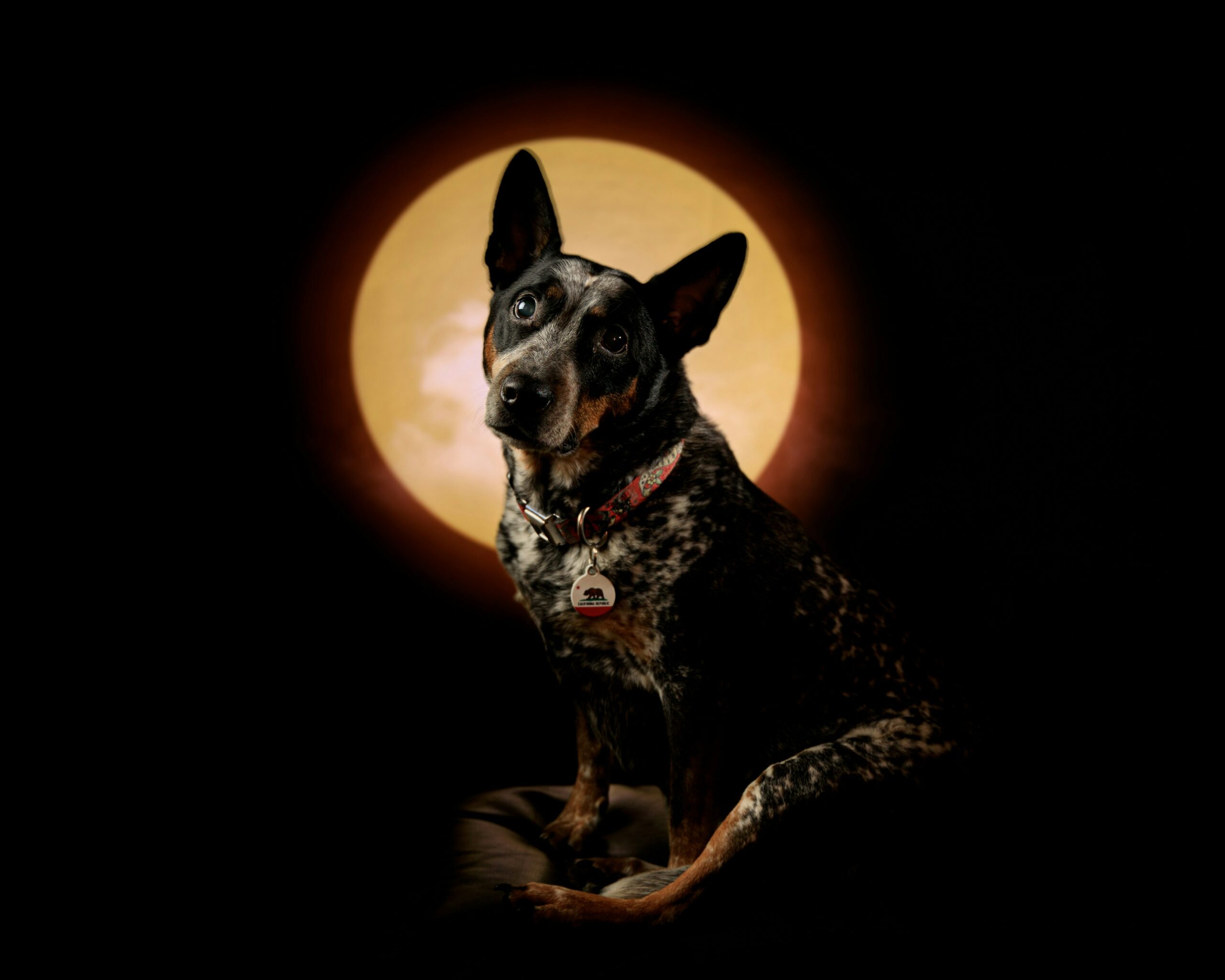 dog with moon image in background