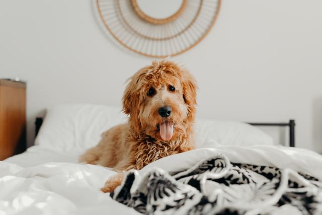 Dog on bed