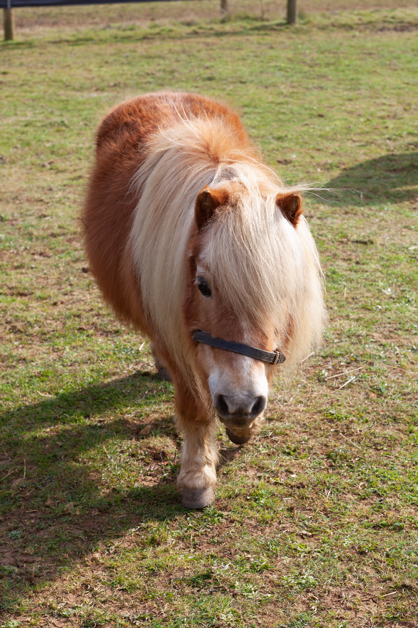 Shetland Ponies found living in horrific conditions found loving new homes by Blue Cross