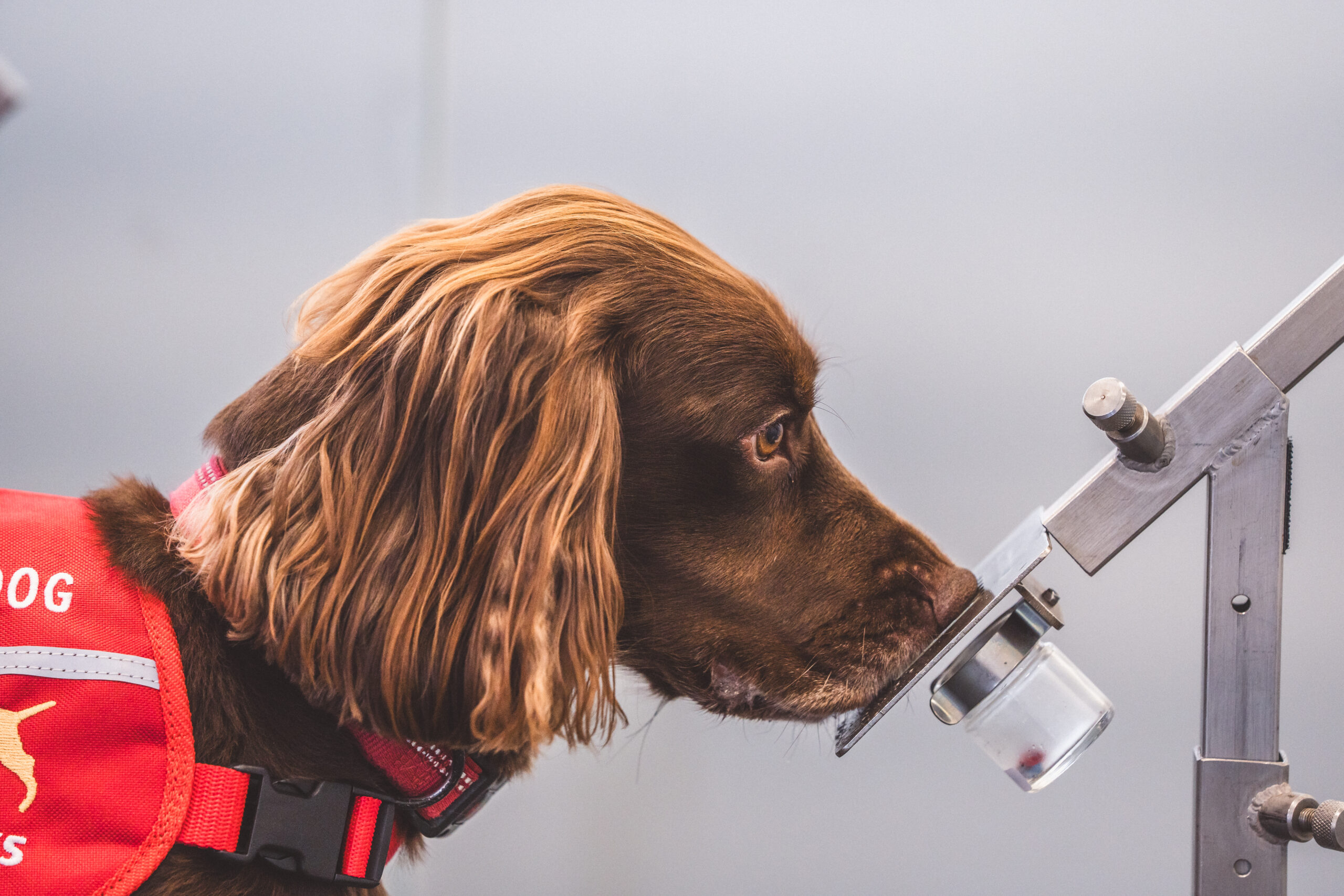 dog sniffing sample