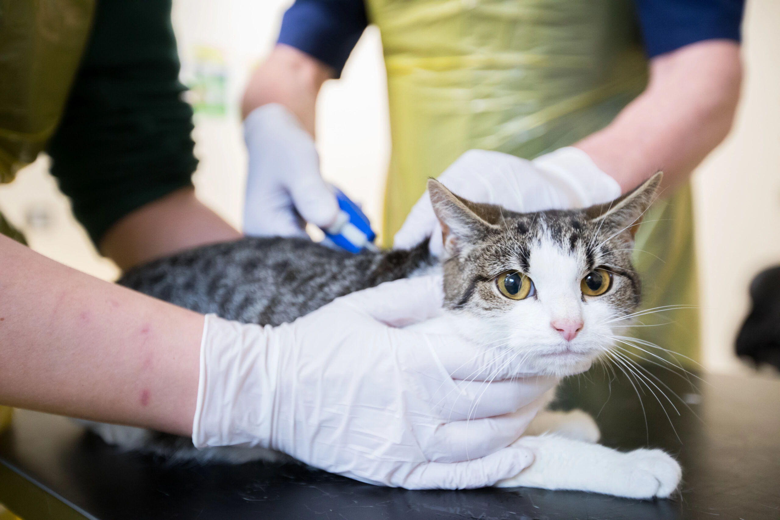 cat being microchipped