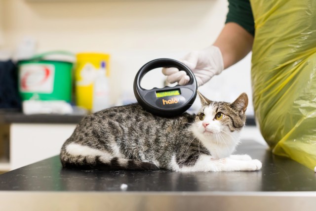 cat being scanned for microchip