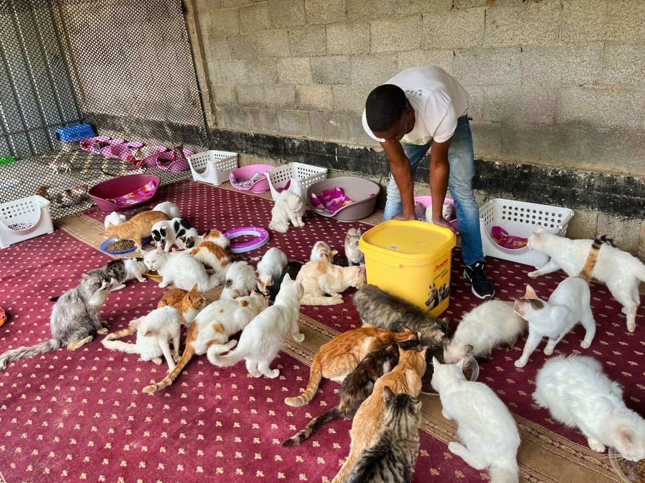 Ceasefire Brings Hope to Gaza’s Animals Amid Unimaginable Suffering