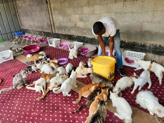 man feeding cats 