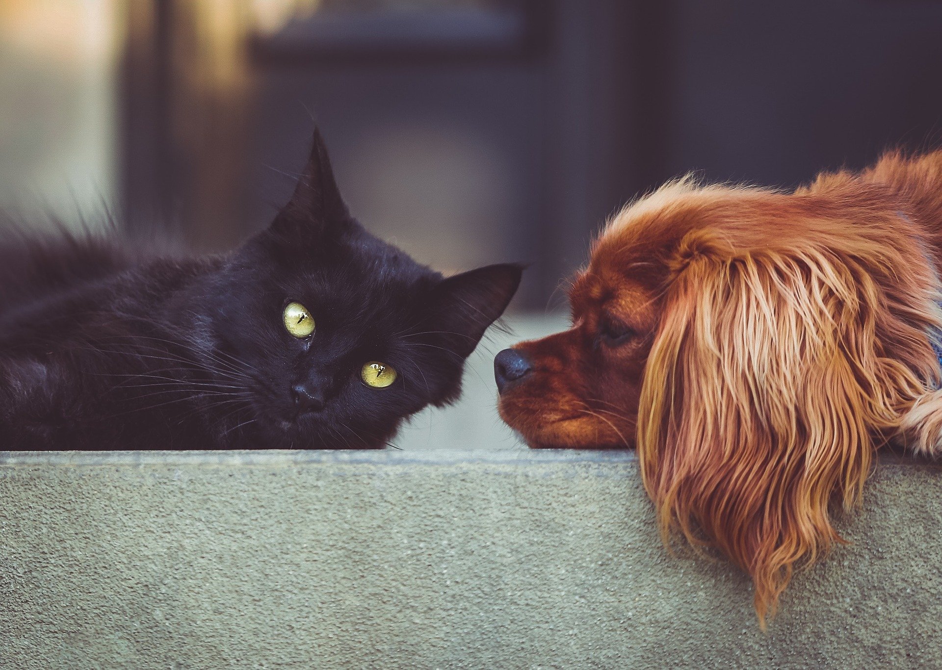 A Healing Friend for Life: How Pets Benefit Your Mental Health At Home and At Work