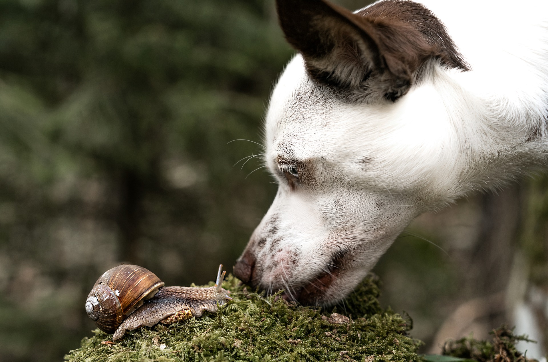Vets Warn of Deadly Disease Affecting Dogs