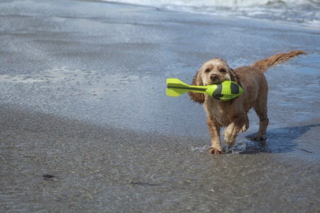 dog on beach