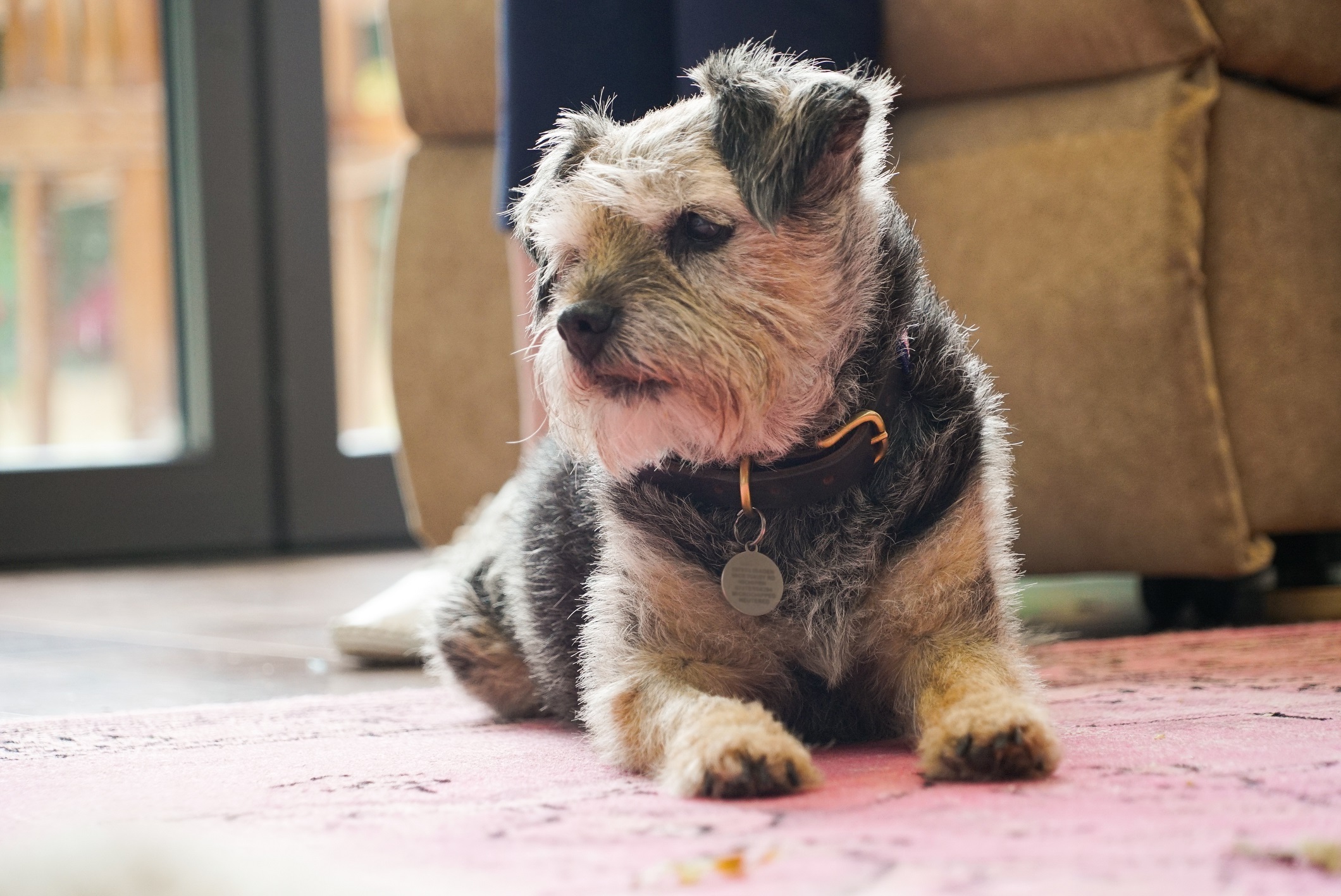 New Data from Dogs Trust Reveals Behavioural Issues Driving Owners Barking Mad