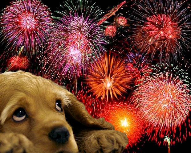 Vets urge owners to take steps now to minimise seasonal fireworks trauma for pets