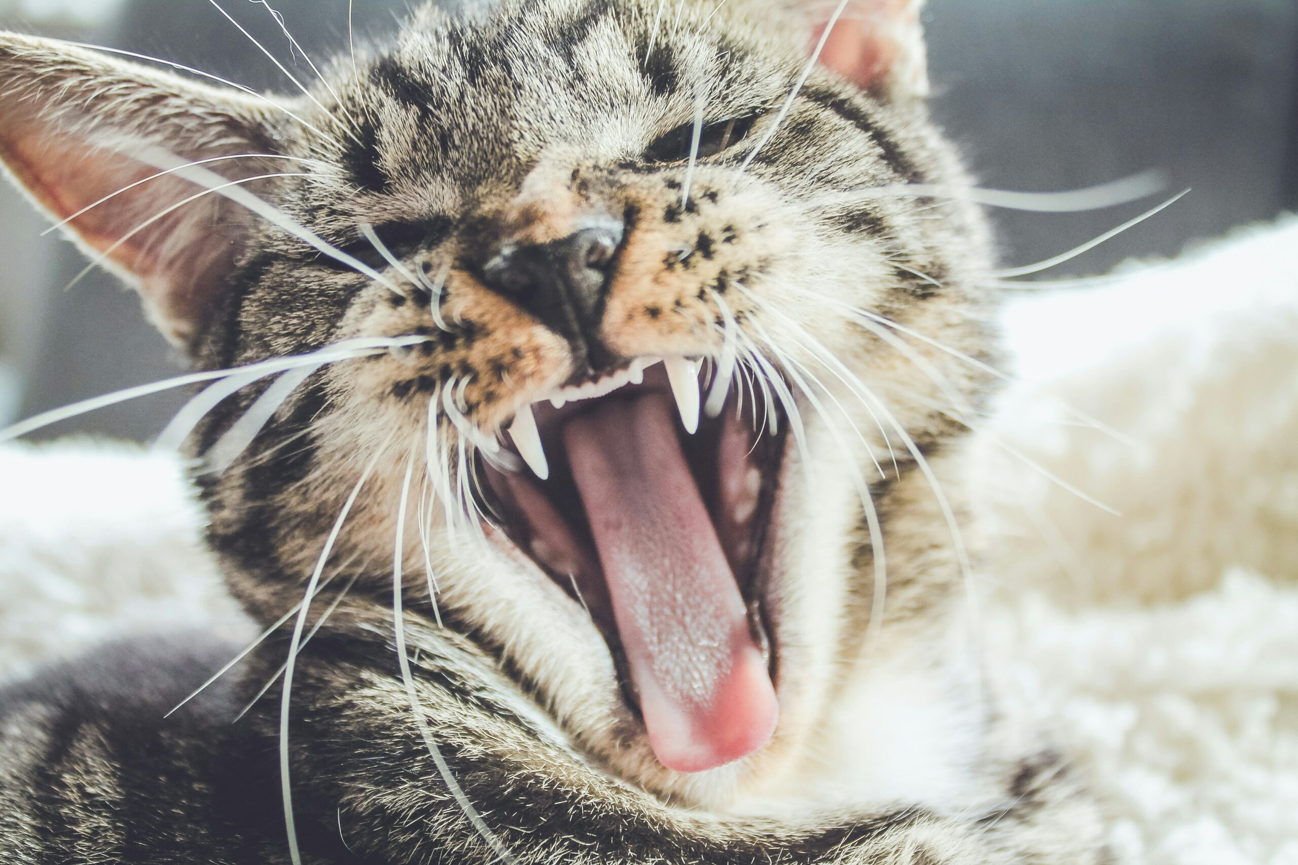 UK Cats Suffering in Silence with Undiagnosed Dental Disease 