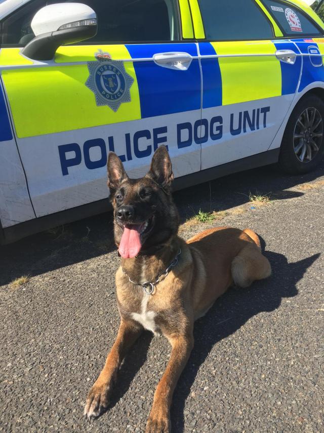 dog lying down in front of police car