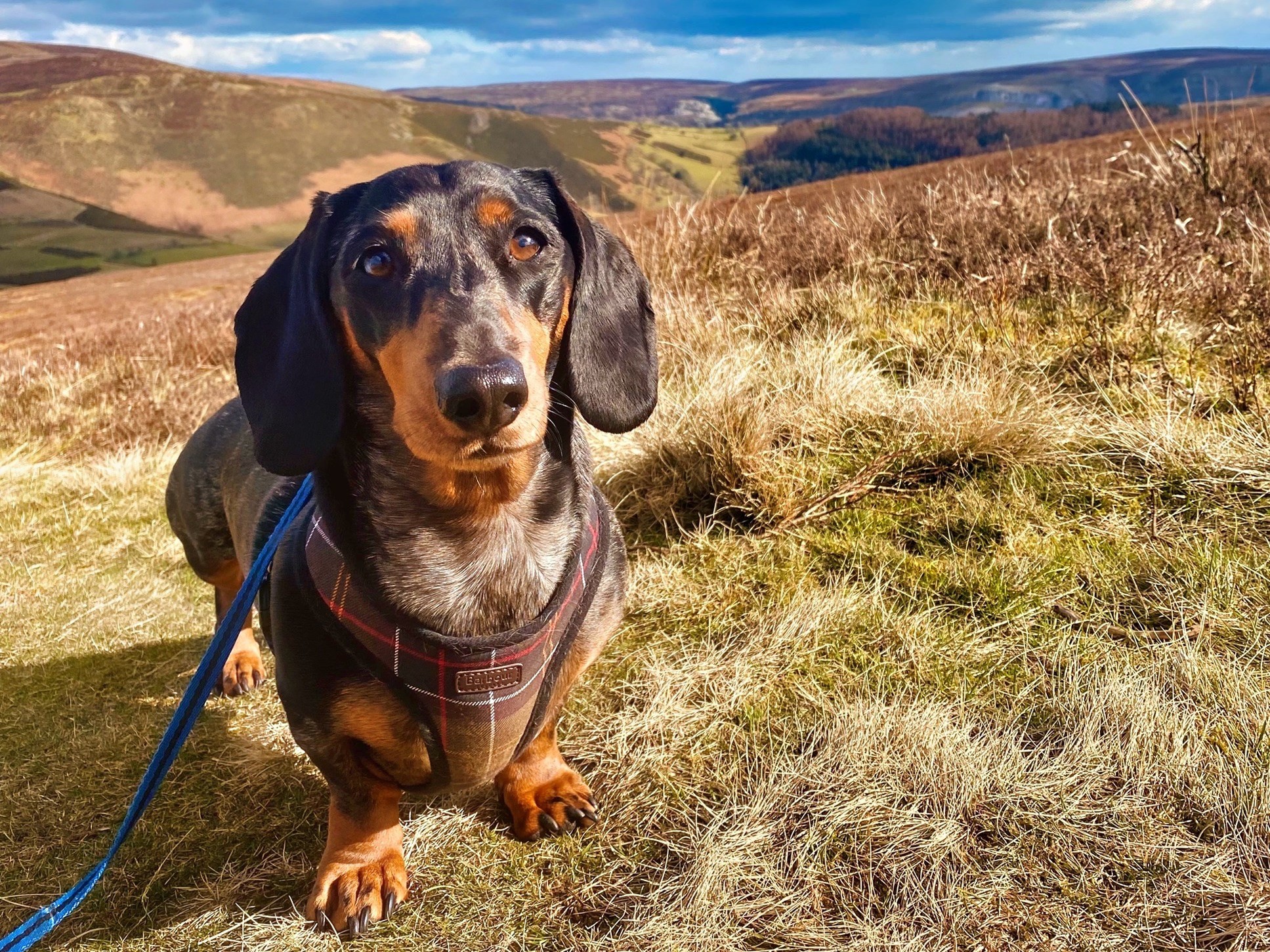 Frank dachshund