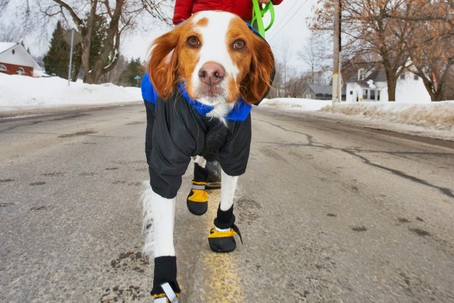 Dog in snow wearing coat  being walked by person 