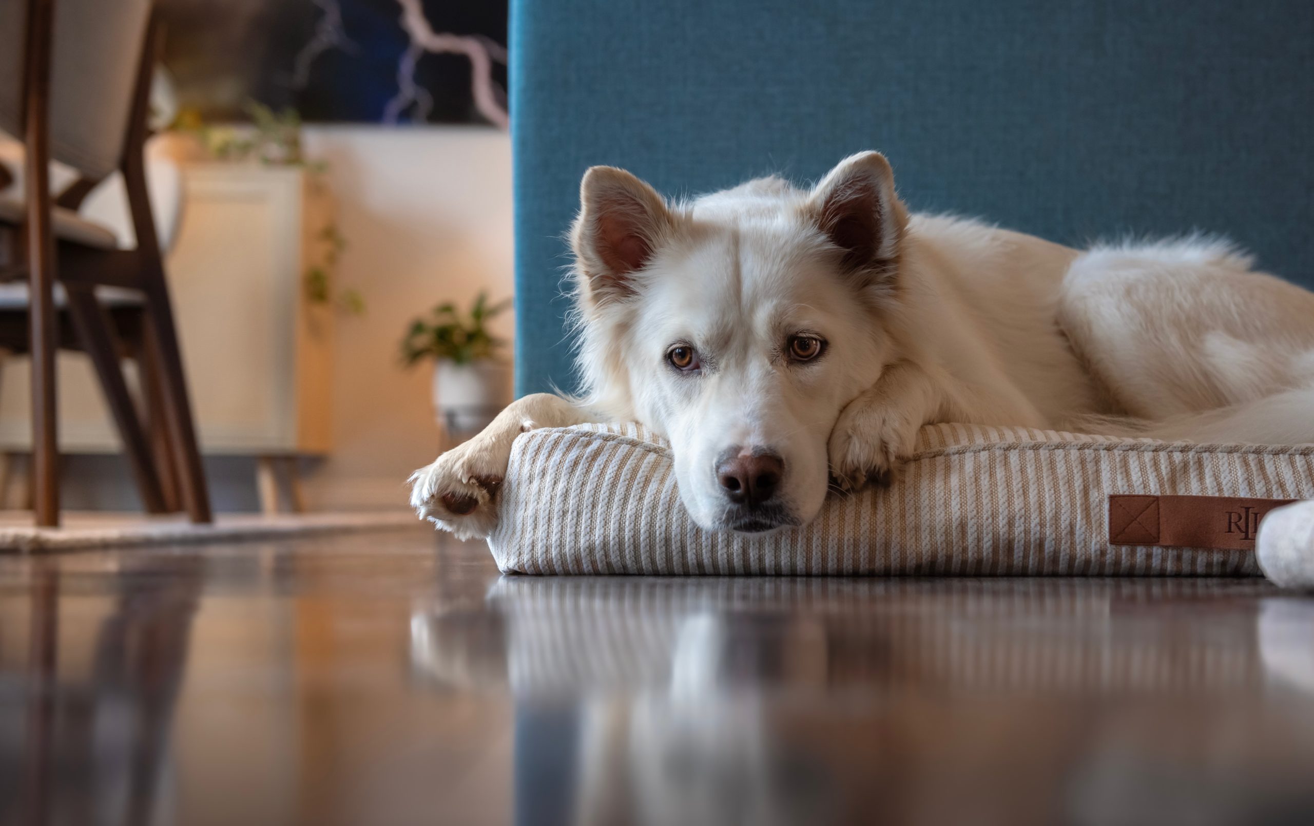 dog lying down