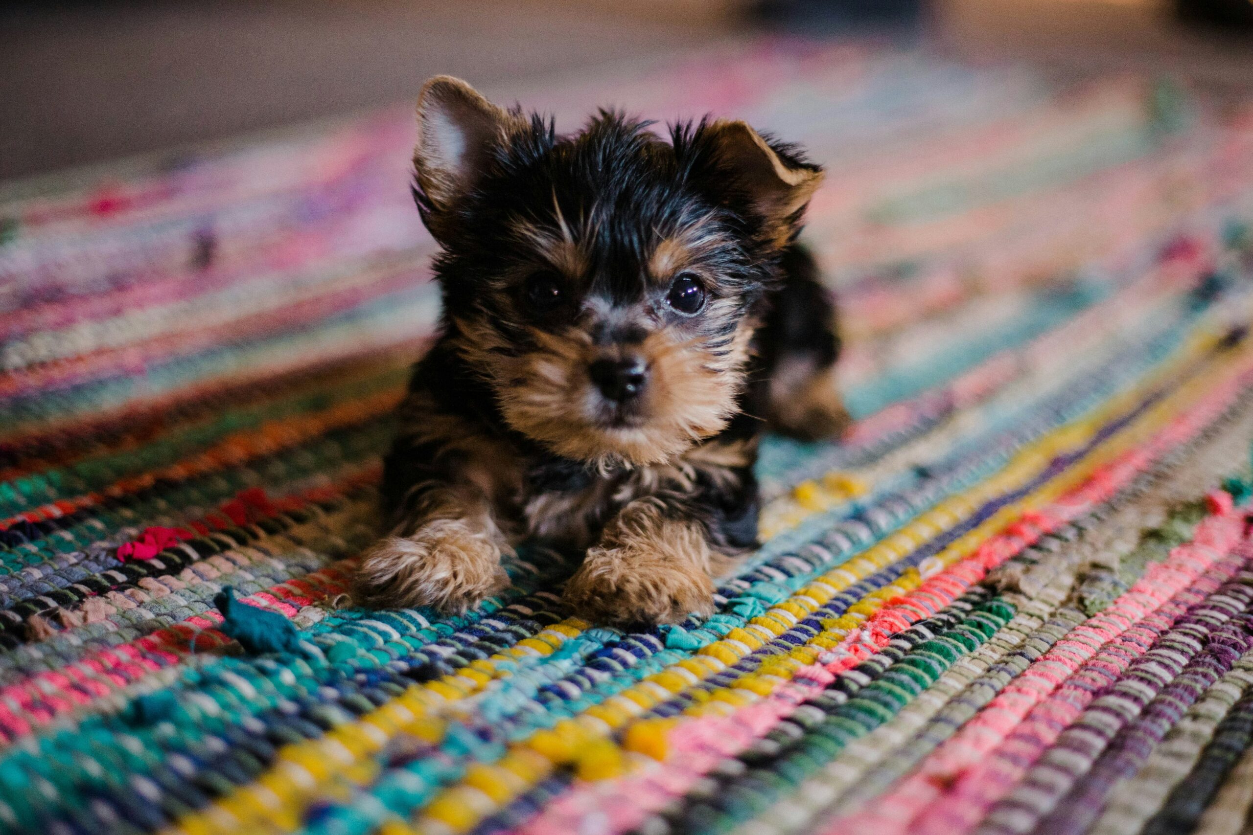 Keep Yoga ‘Pup-Free’ This International Yoga Day