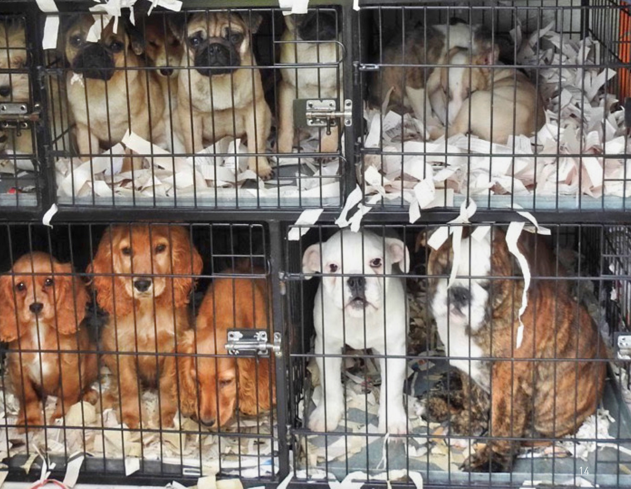 How Online Loopholes Fuel the Cruel and Illegal Puppy Trade in the UK