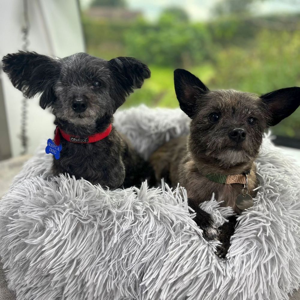 Dumped Matted and Underweight Dogs Undergo Amazing Transformation 