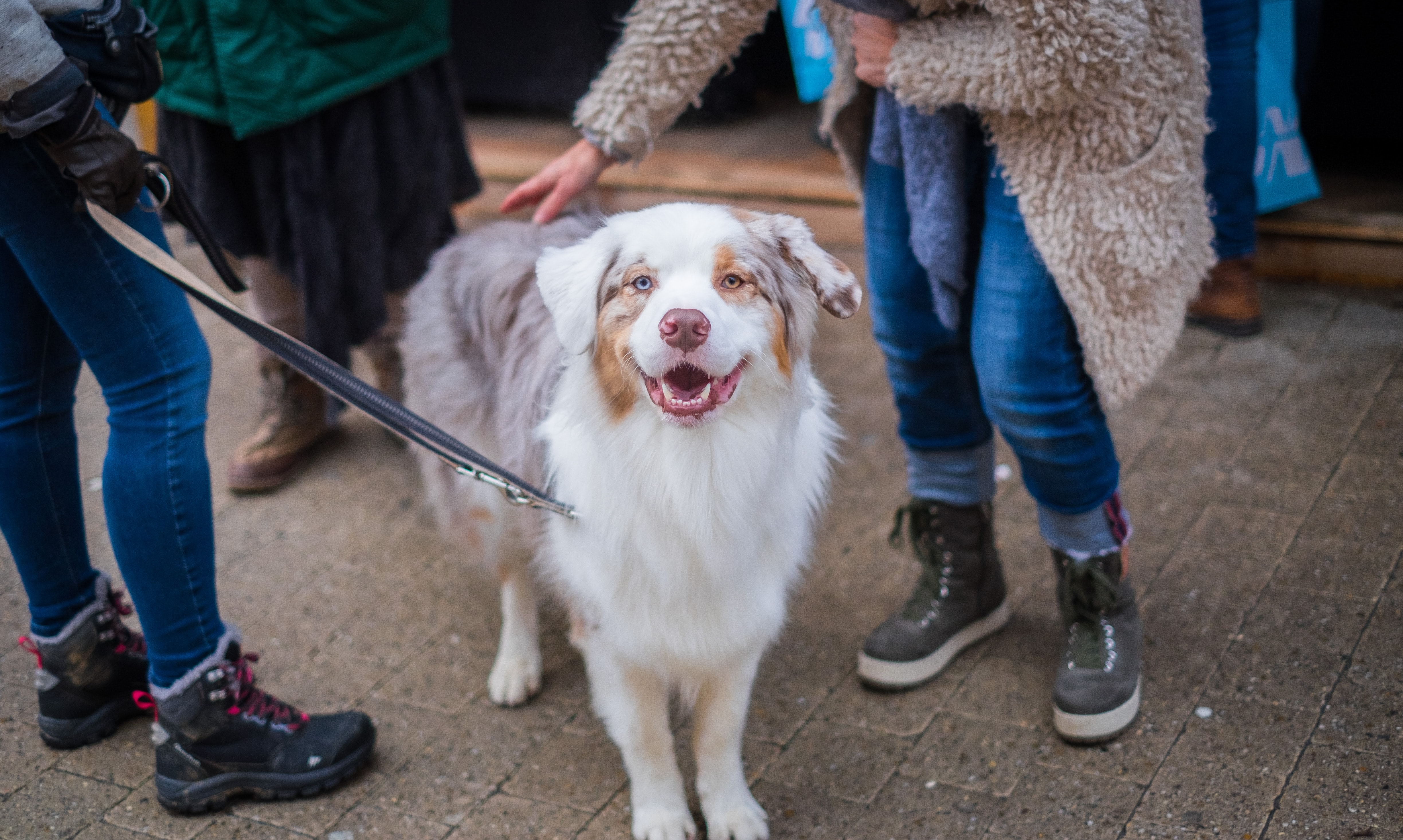 Majority Consider ‘Pets to be Family’, Finds Major Charity Poll of Pet Owners