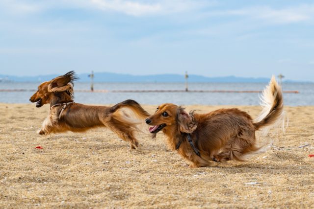 dogs running on beach