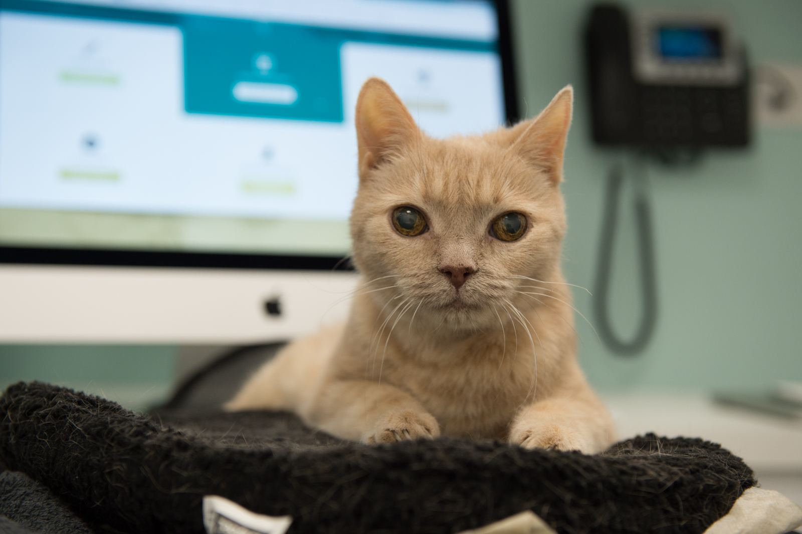 Photo1 of a feline patient at The London Cat Clinic