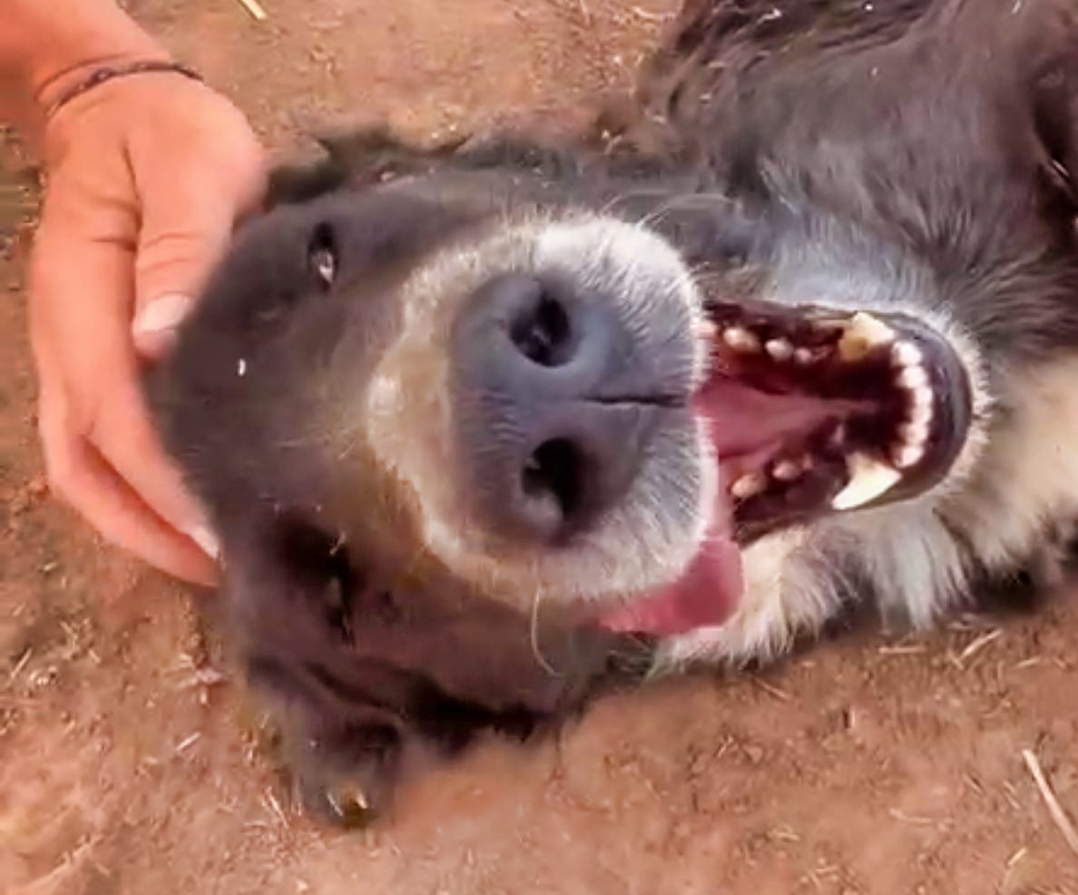 FIFA’s Shame: Dog Stabbed and Poisoned in Morocco’s World Cup ‘Clean-Up’ Needs a Safe Home