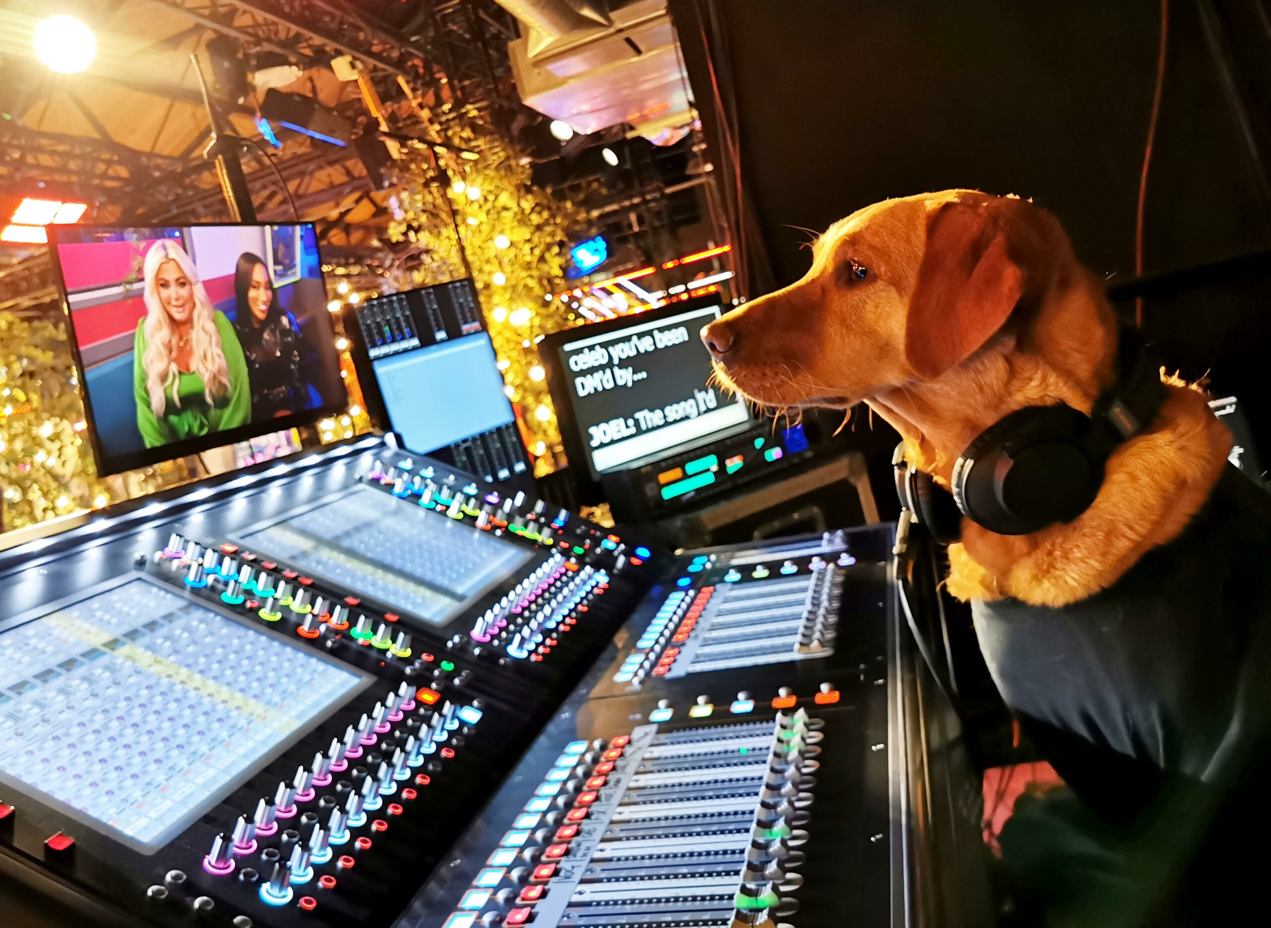 dog in production studio