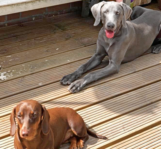 Missing Dogs Alert: Loki & Pippin