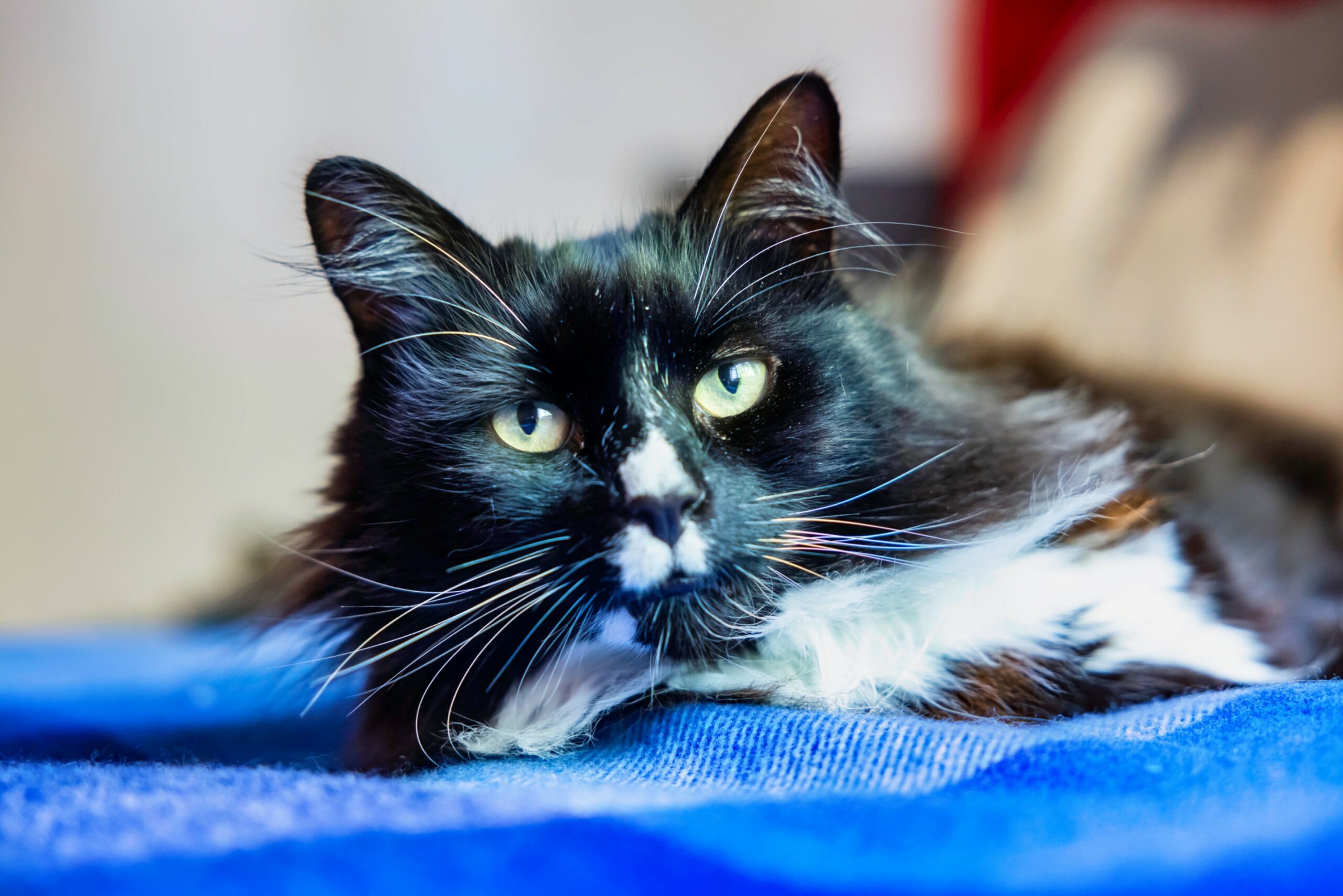 Celebrating Feline Heroes: Finalists Announced for Cats Protection’s National Cat Awards 2024