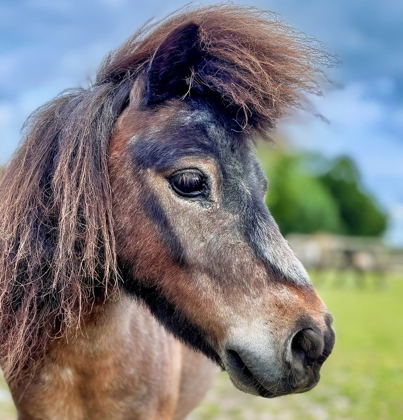 Rescued Shetland Pony Becomes the Face of Equine Excellence