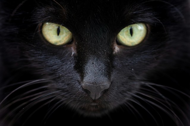 Face of black cat staring intensely 