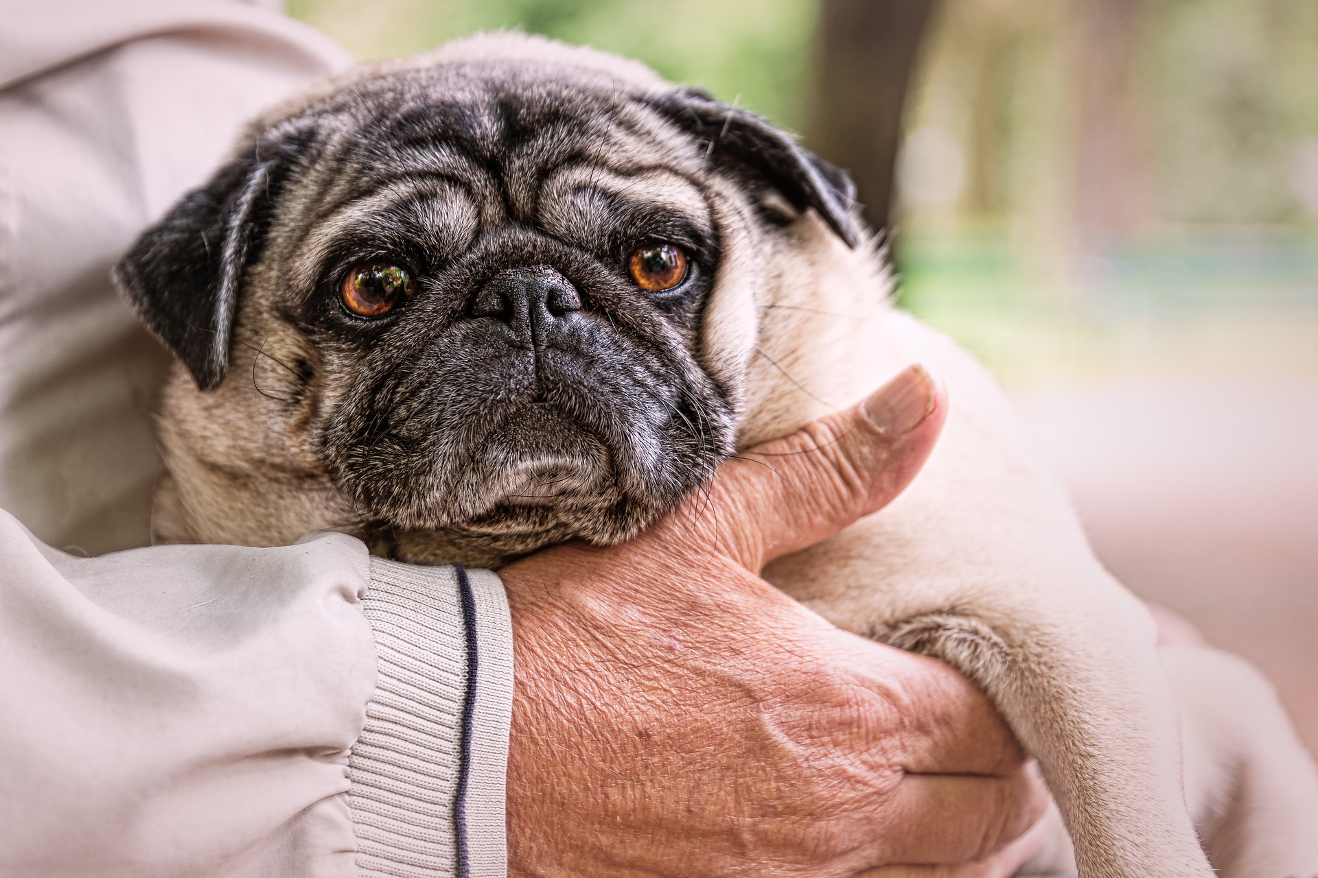 New Charity To Tackle Loneliness With Pet Therapy