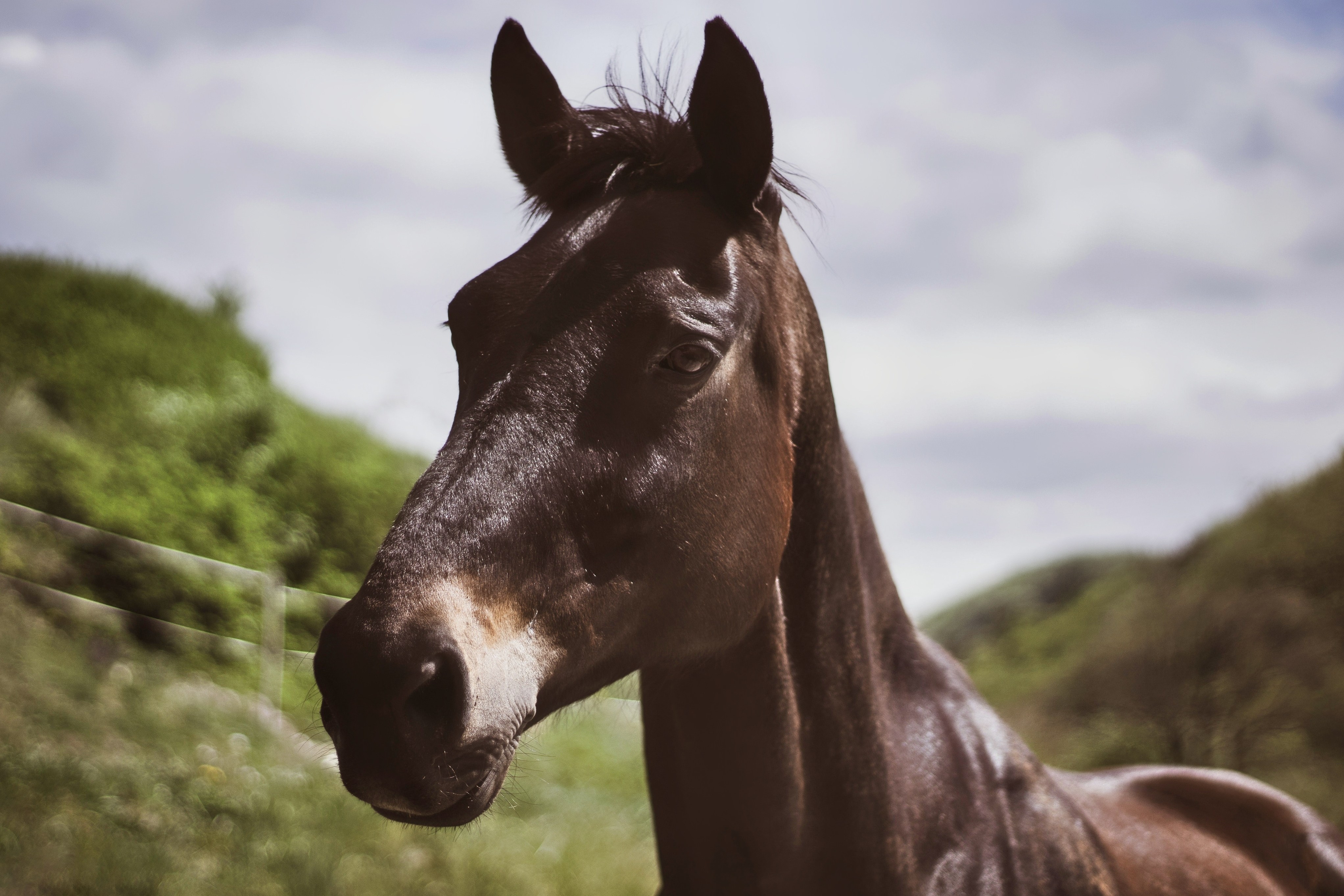 Humans Can Decipher a Horse’s Emotion in Their Whinny