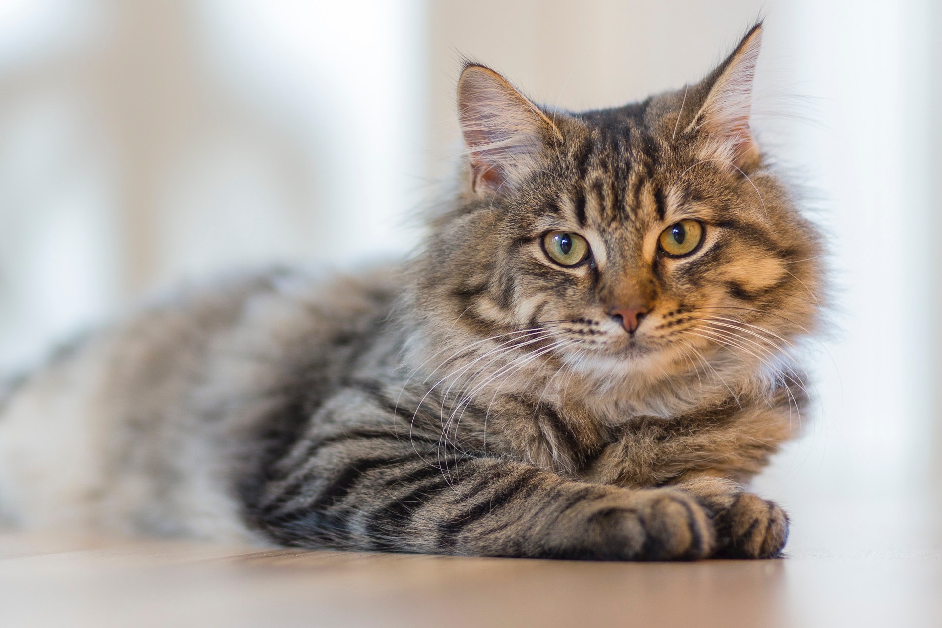 Here’s How To Make More Sense To Your Cat…