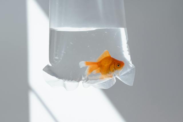 Goldfish in plastic bag