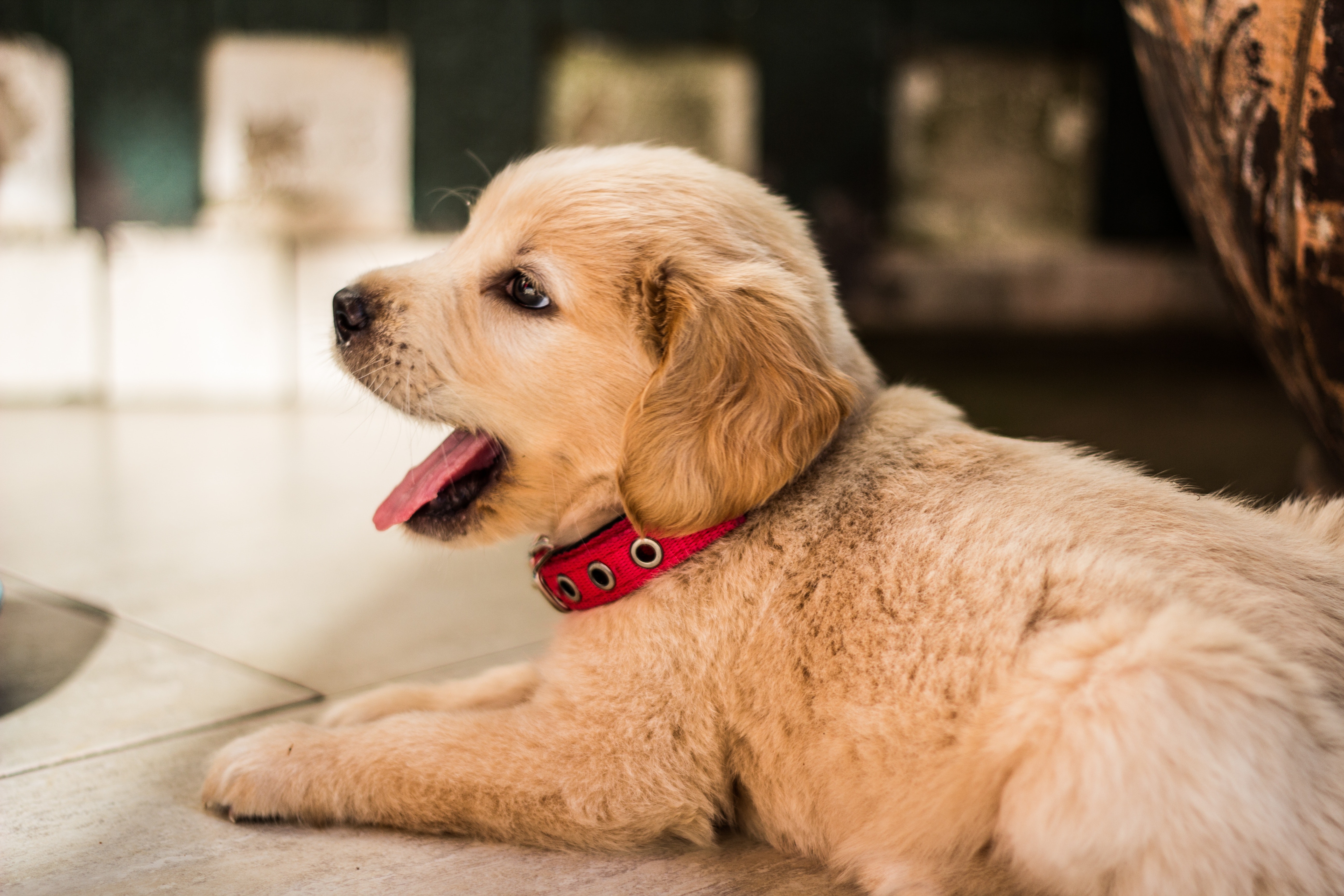 Must-Read Tips When Buying a Purebred Dog