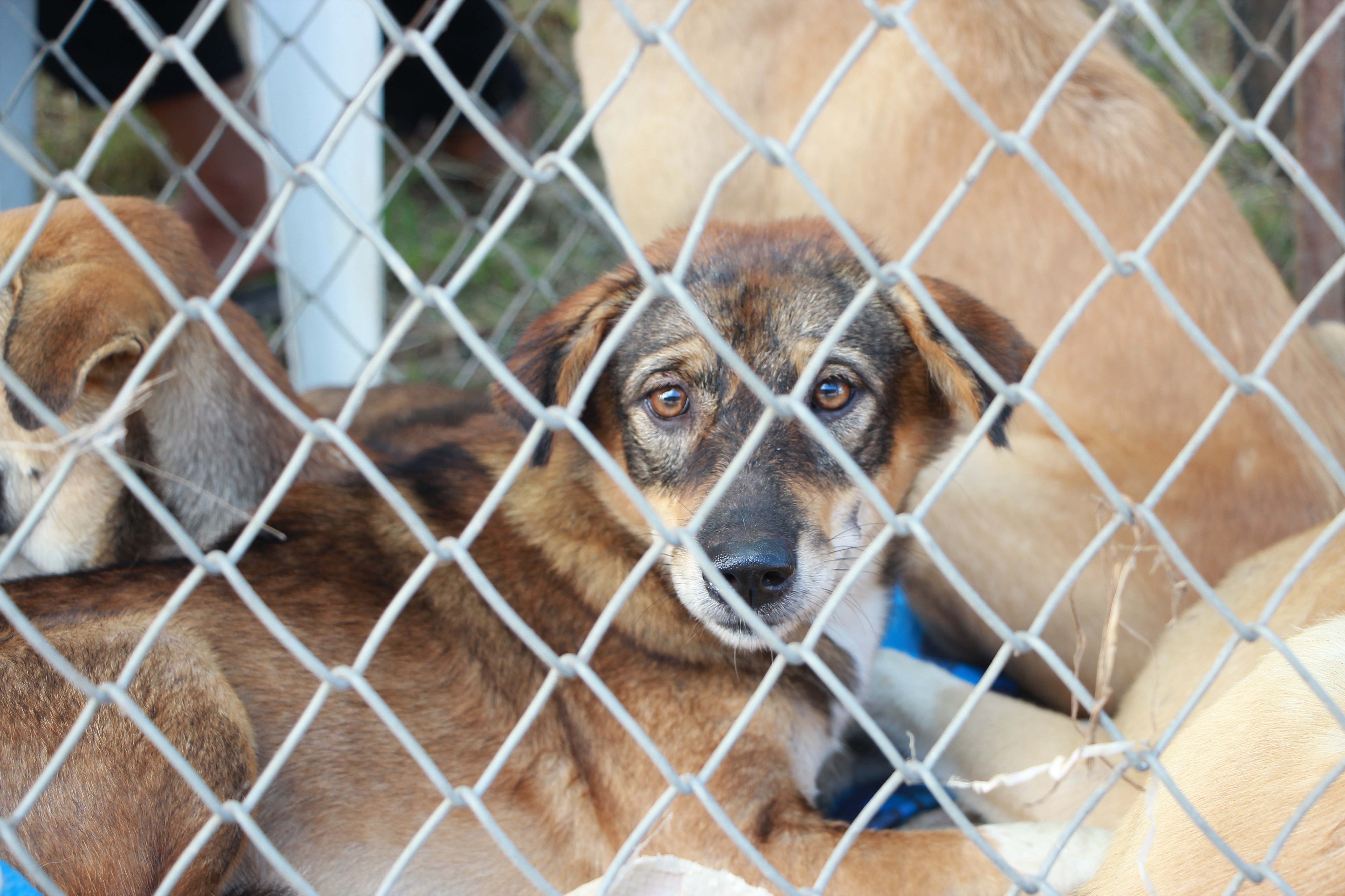 Urgent Appeal to British Government: End Tragedy of Forgotten Rescue Dogs of Ukraine, Romania, Belarus and Poland