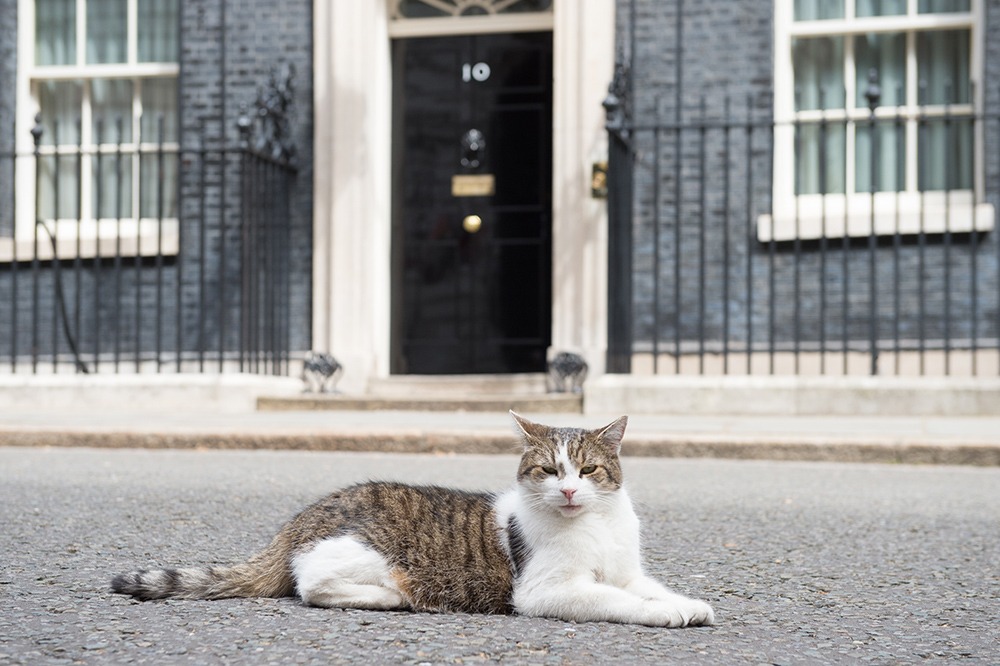 A Decade at No. 10 for Downing Street Larry, the Rescue Cat