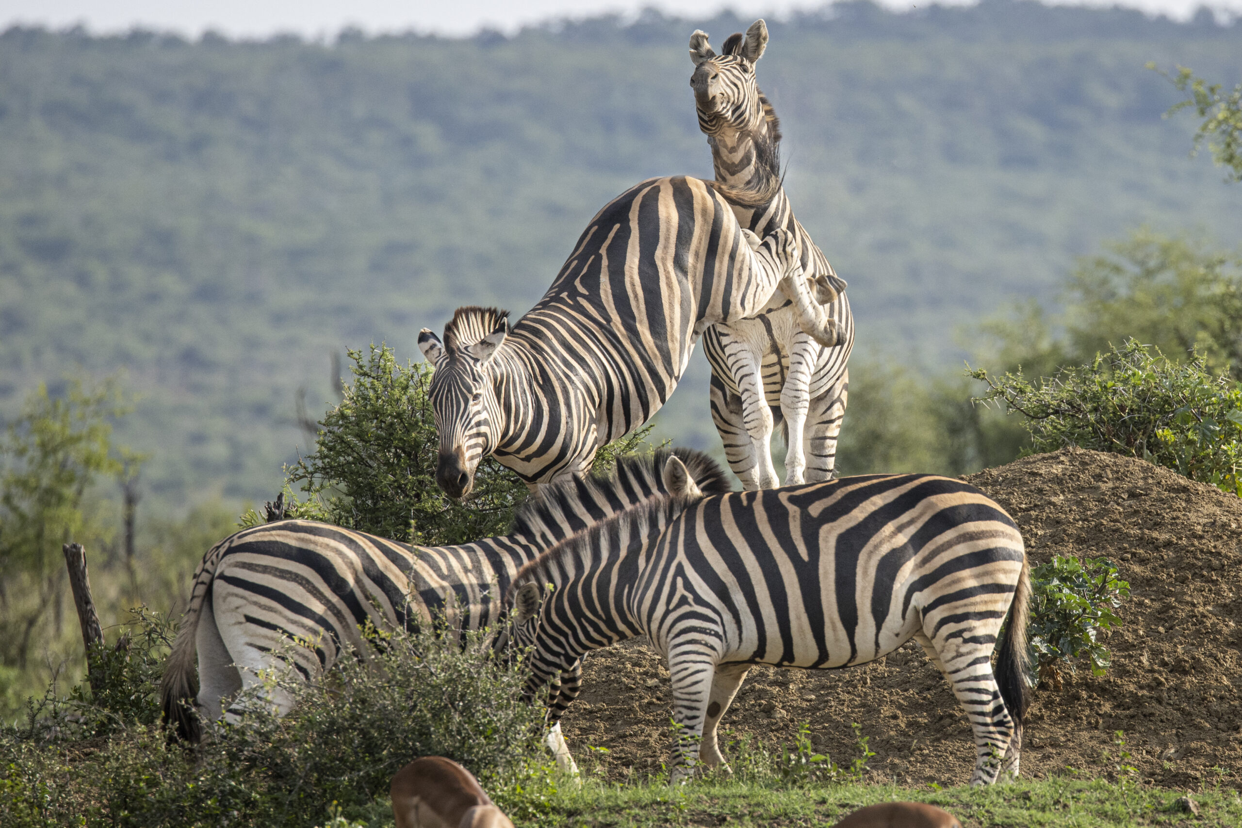 This International Zebra Day, Campaigners including Gary Numan Call for Urgent Action on UK ‘Trophy Hunters’