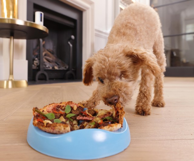 Alfie eating dog pizza